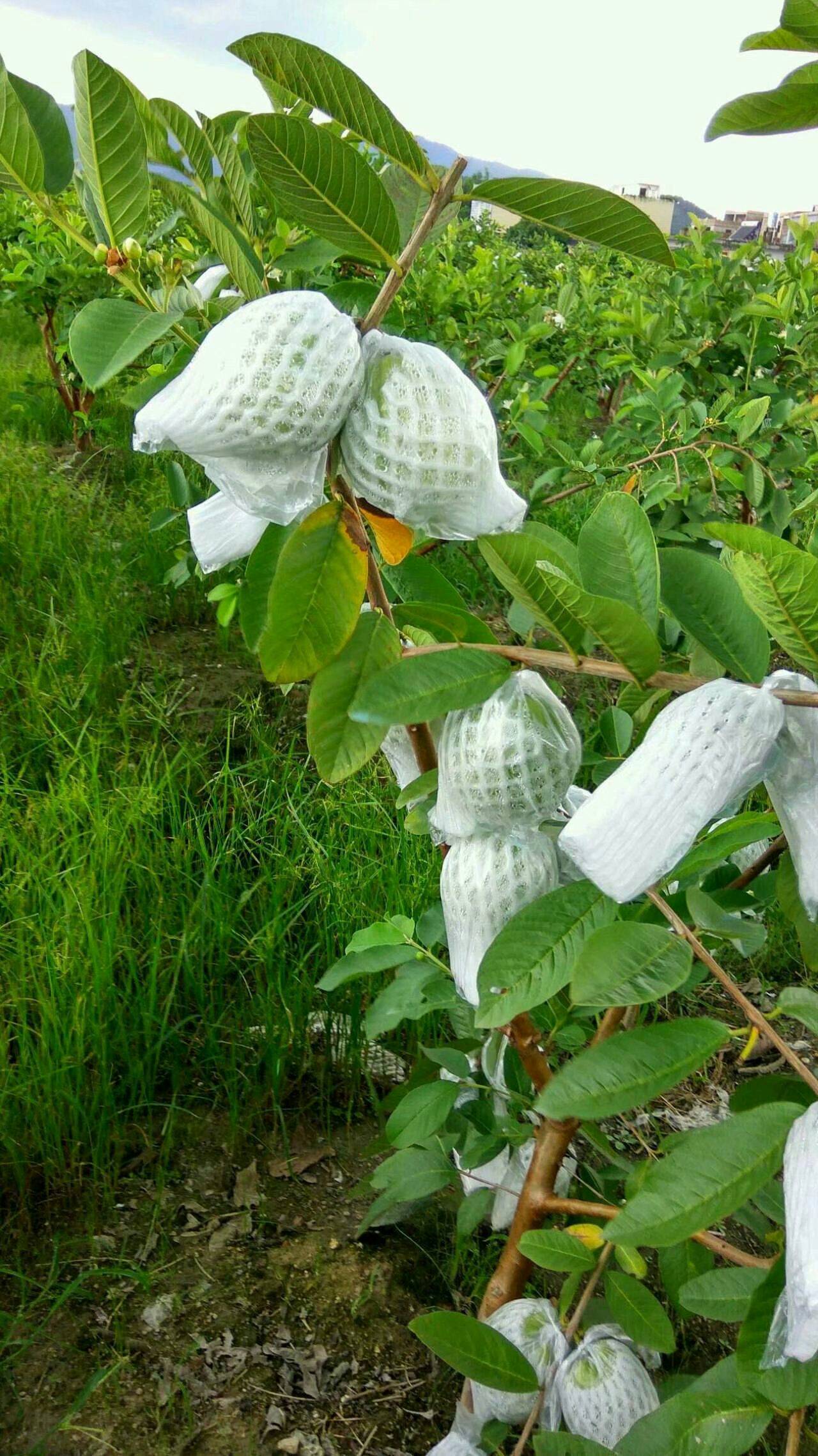 番石榴苗四季种植盘栽地栽庭院西瓜红芭乐红心红肉白心树苗