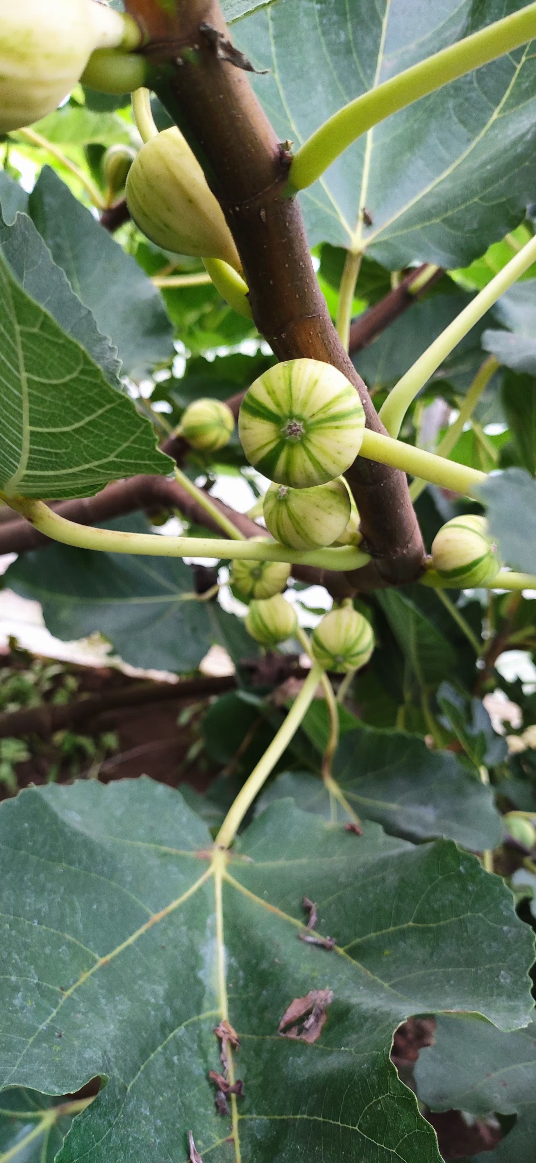 波姬红无花果苗  金奥芬，芭劳奈，当年结果，提供种植技