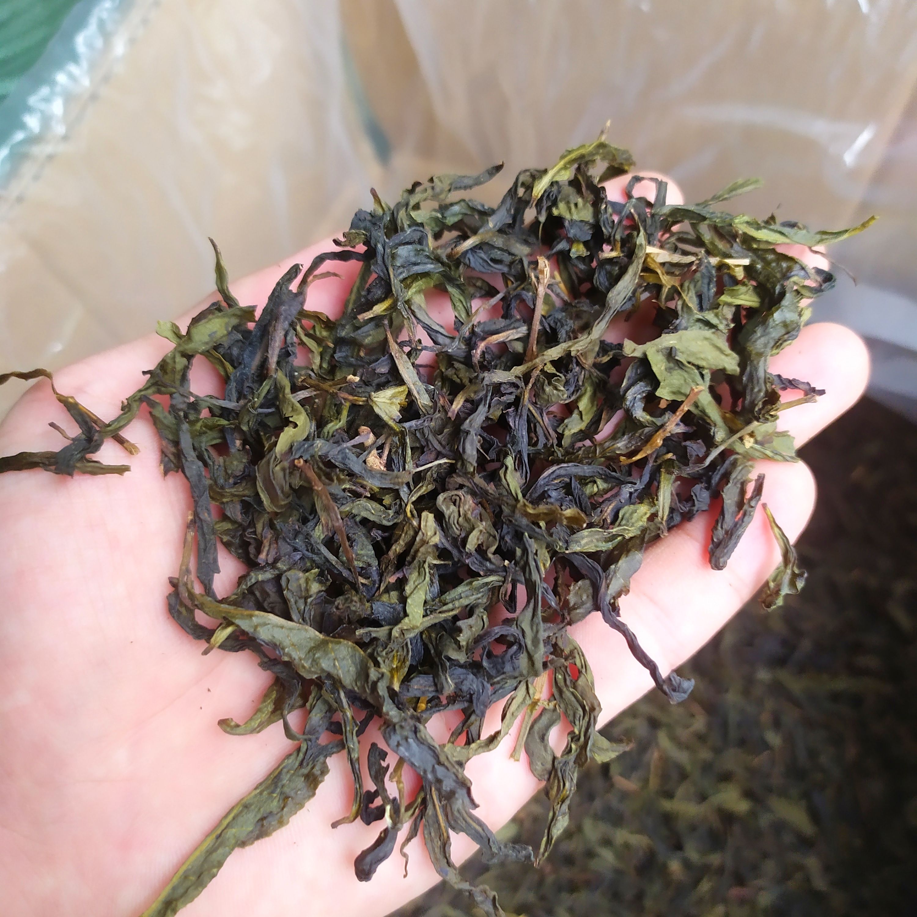 高山茶潮汕土山茶惠来黄旦茶福建乌龙茶高山茶叶浓香型黄旦茶1