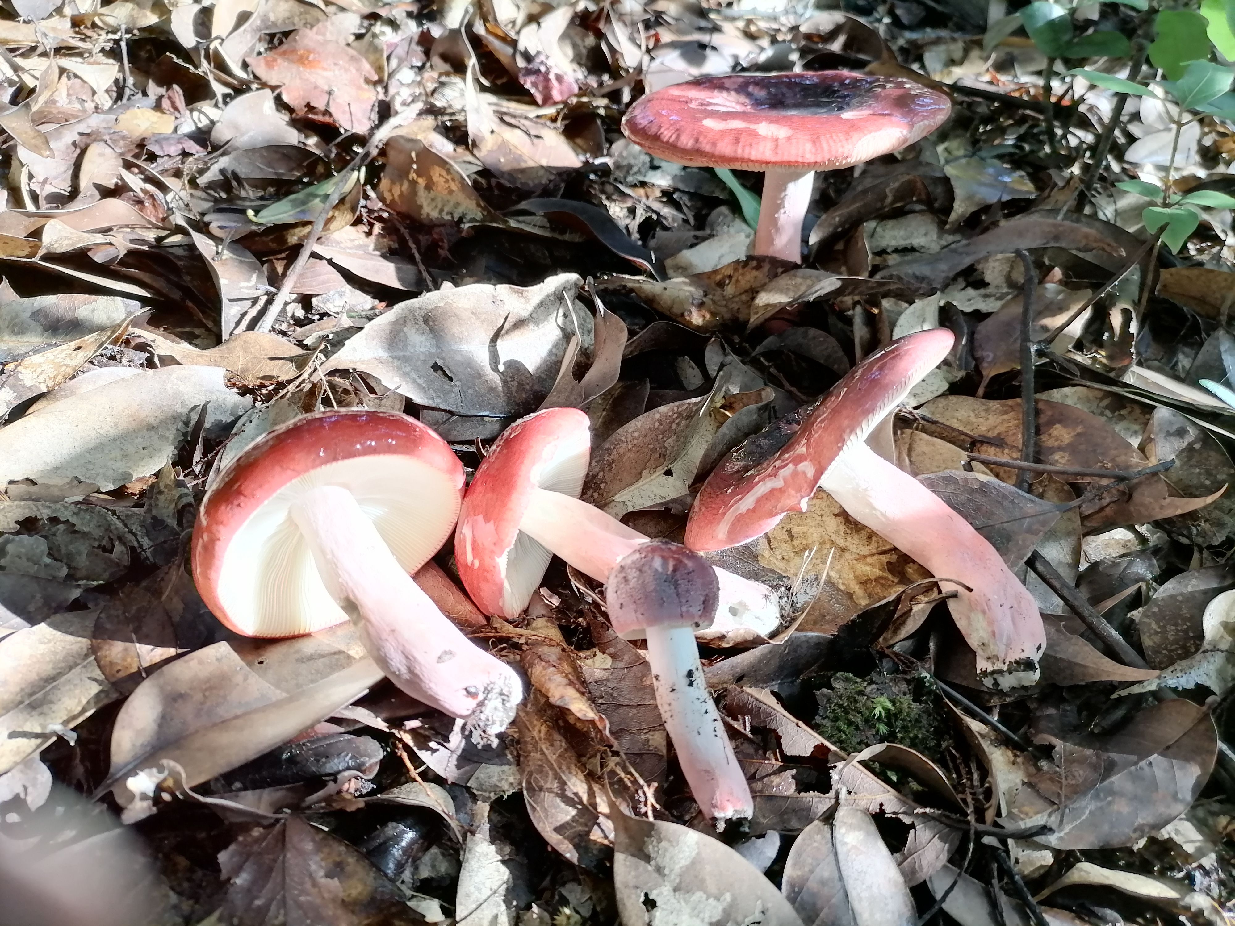 炎陵县正红红菇，优质野生红蘑菇干，一斤包邮