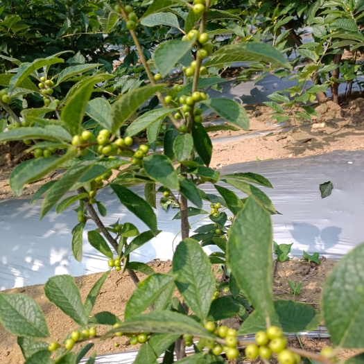 泰安 荣安臻品北美冬青基地