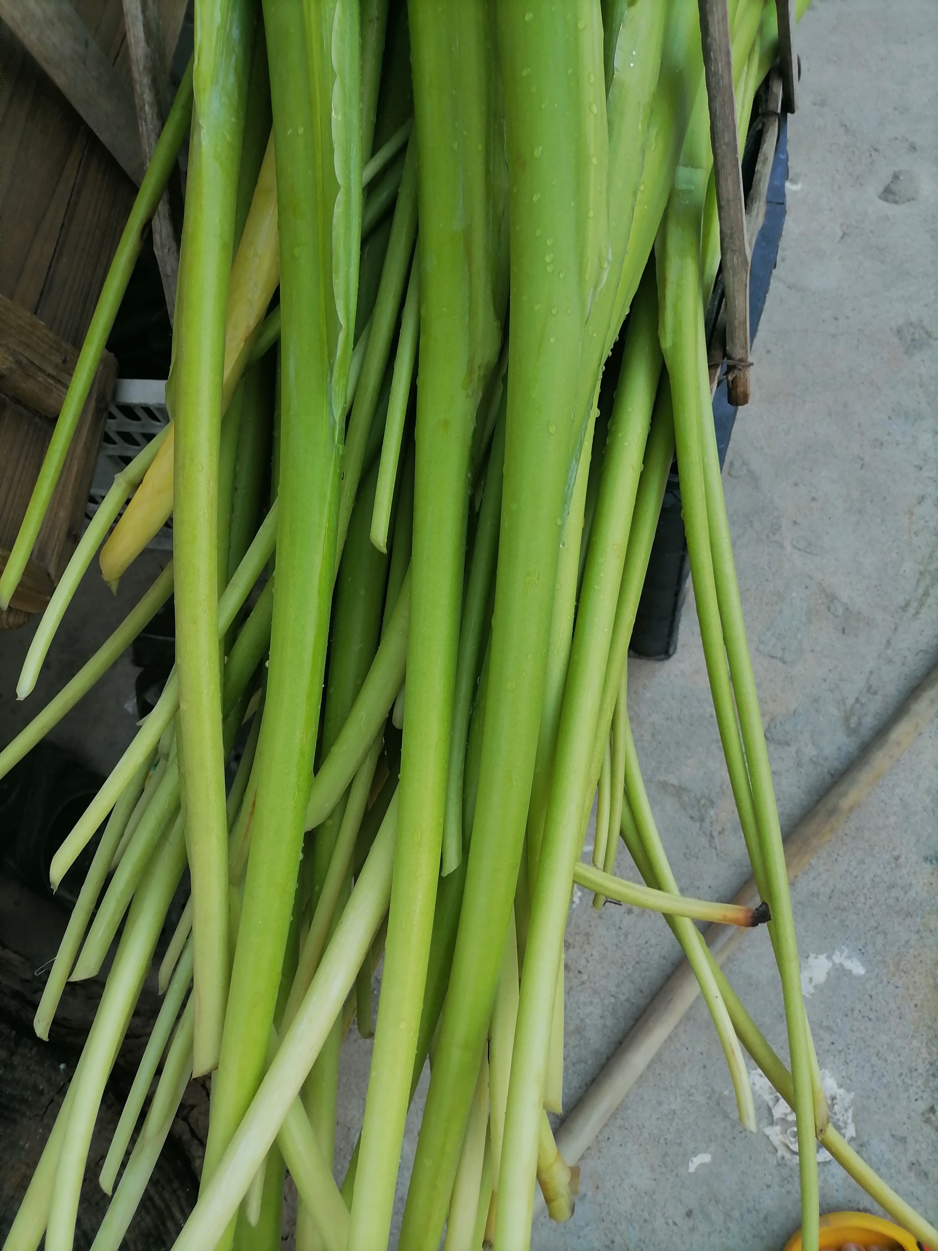 酸芋头梗  酸芋苛