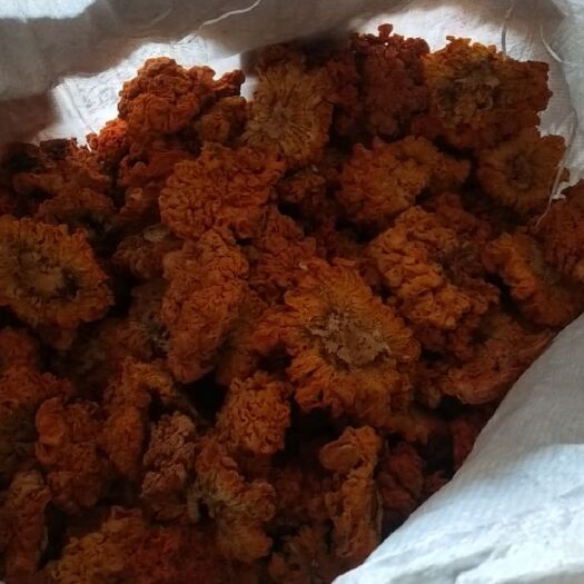 昆明金耳 云南金木耳断木大货4公分以上