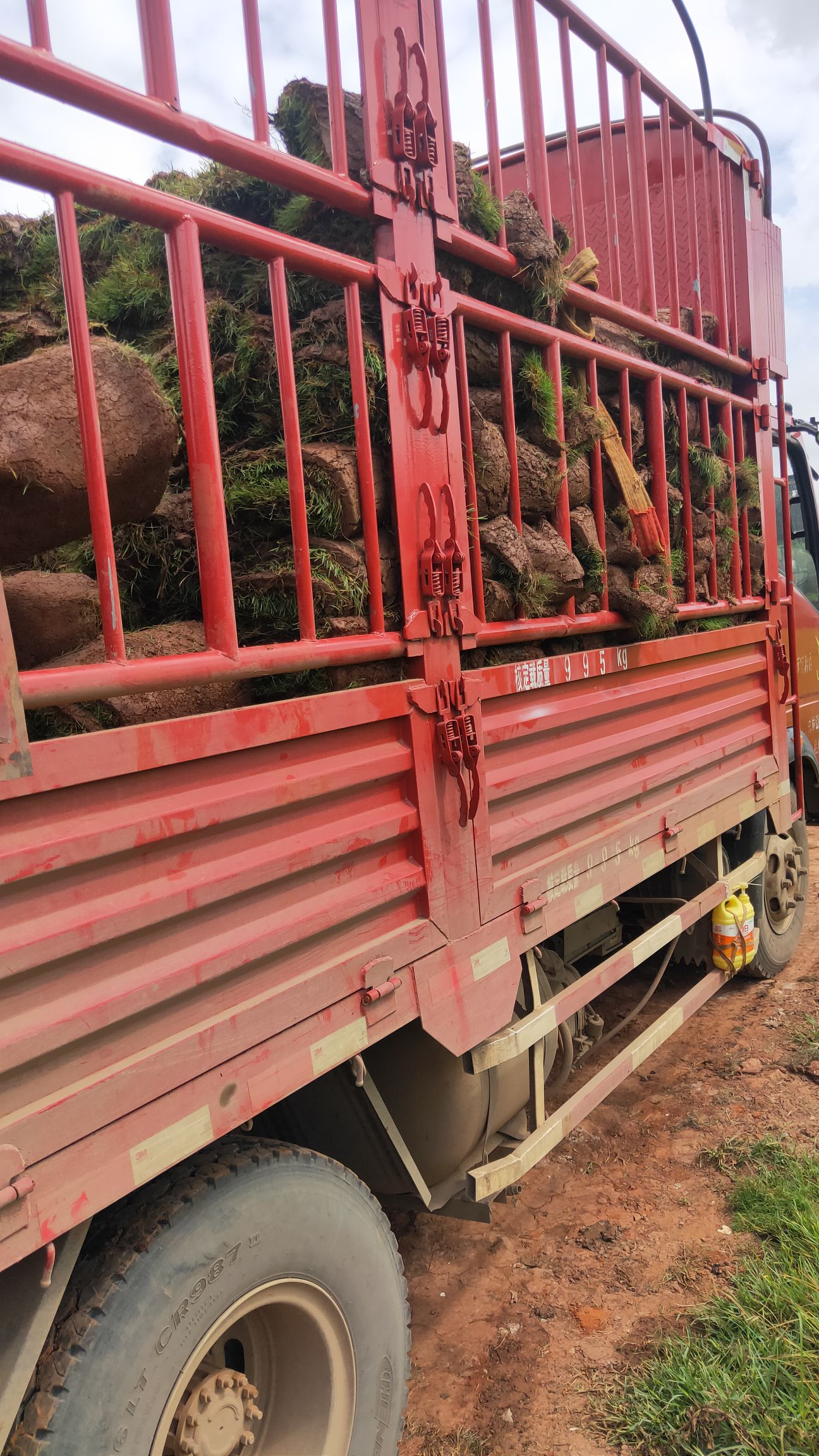 四季青 绿化草坪