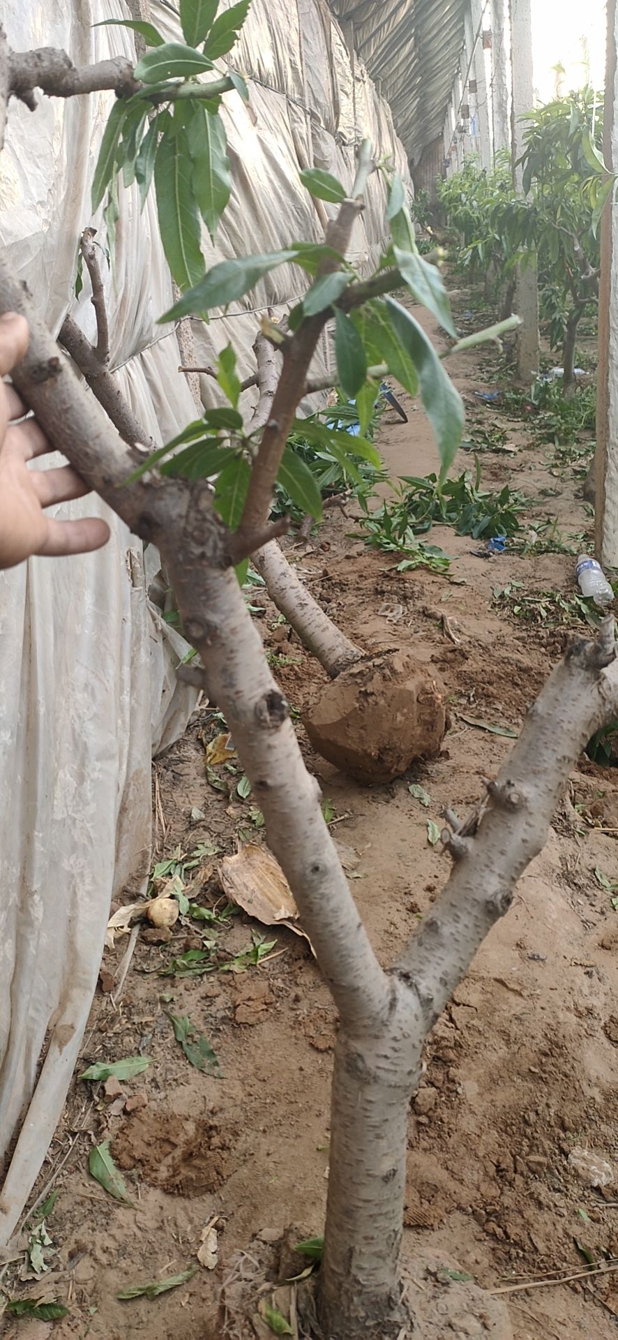 桃树苗