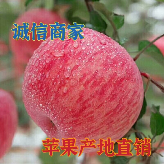 《果园现摘，坏果包赔》山东红富士苹果产地大量上市