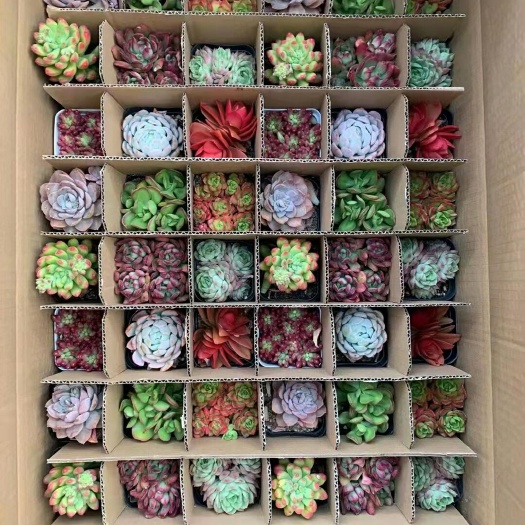 安顺多肉组合 七彩多肉植物大拼箱混装