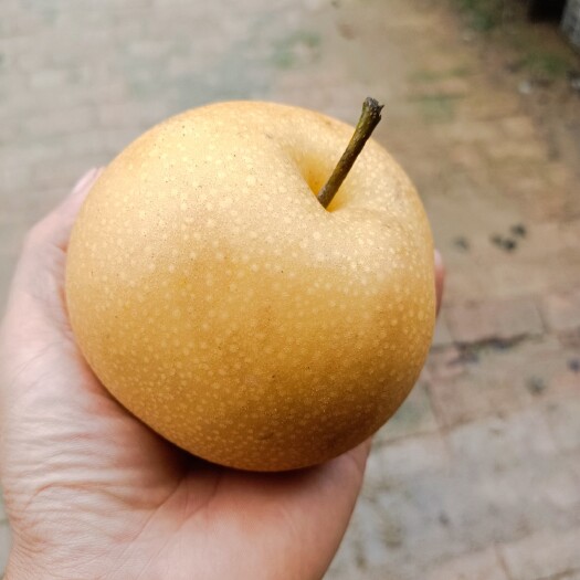 菏泽 秋月梨，500亩，自家果园