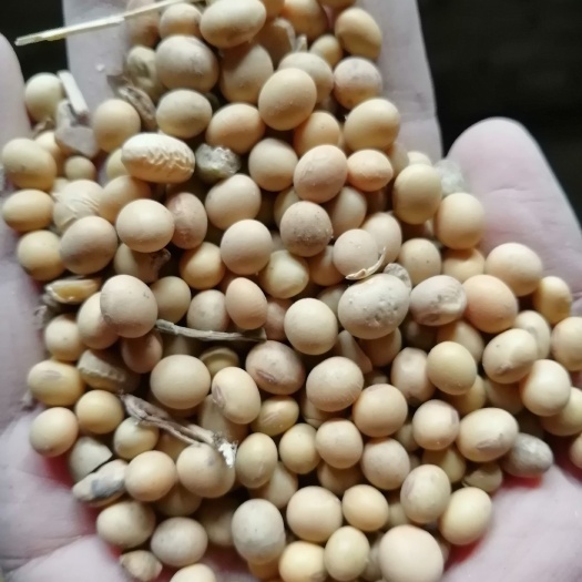 获嘉县大豆 我们这里的中颗粒黄豆，颜色好，水份不超