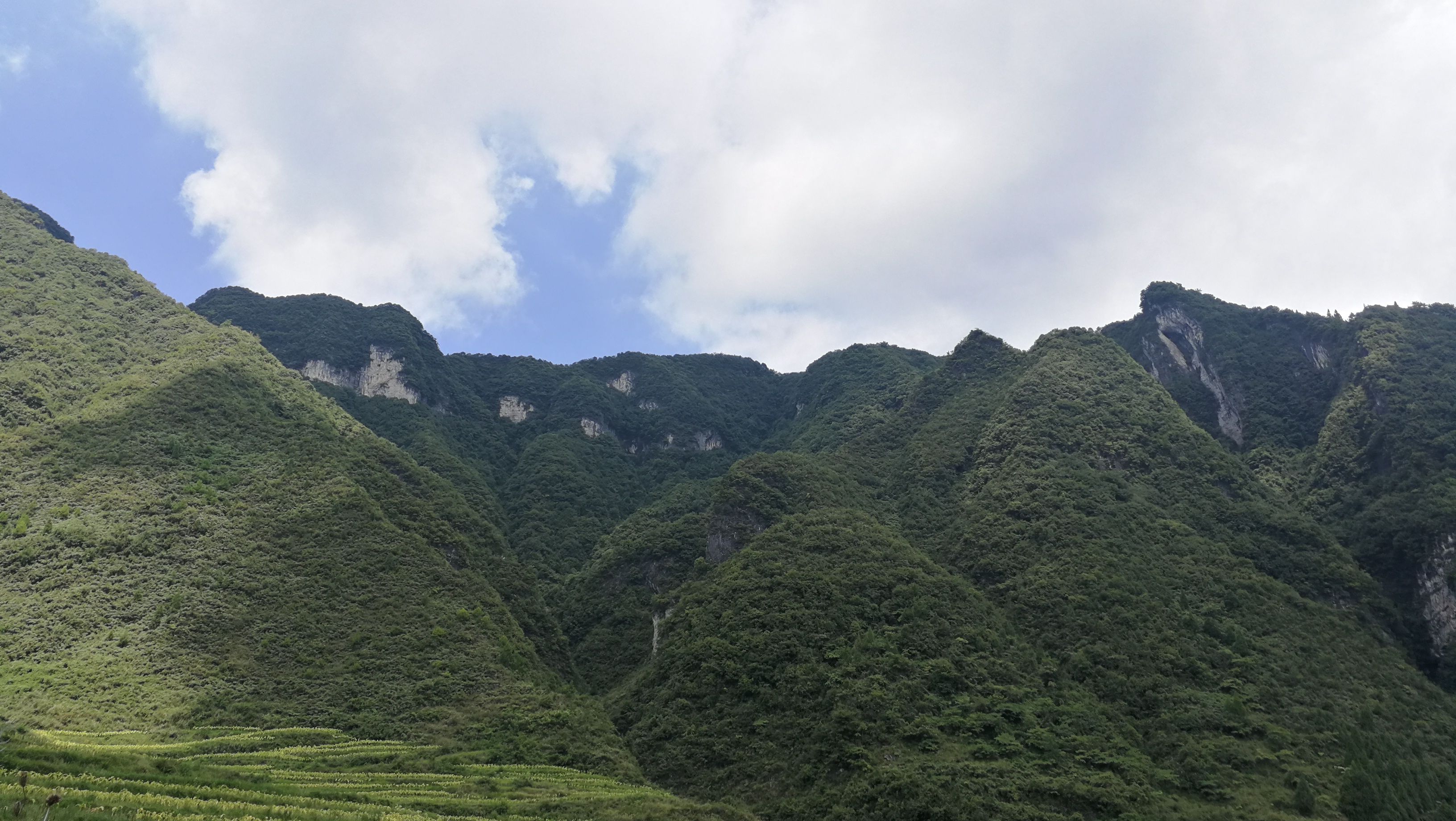 鹊山鸡