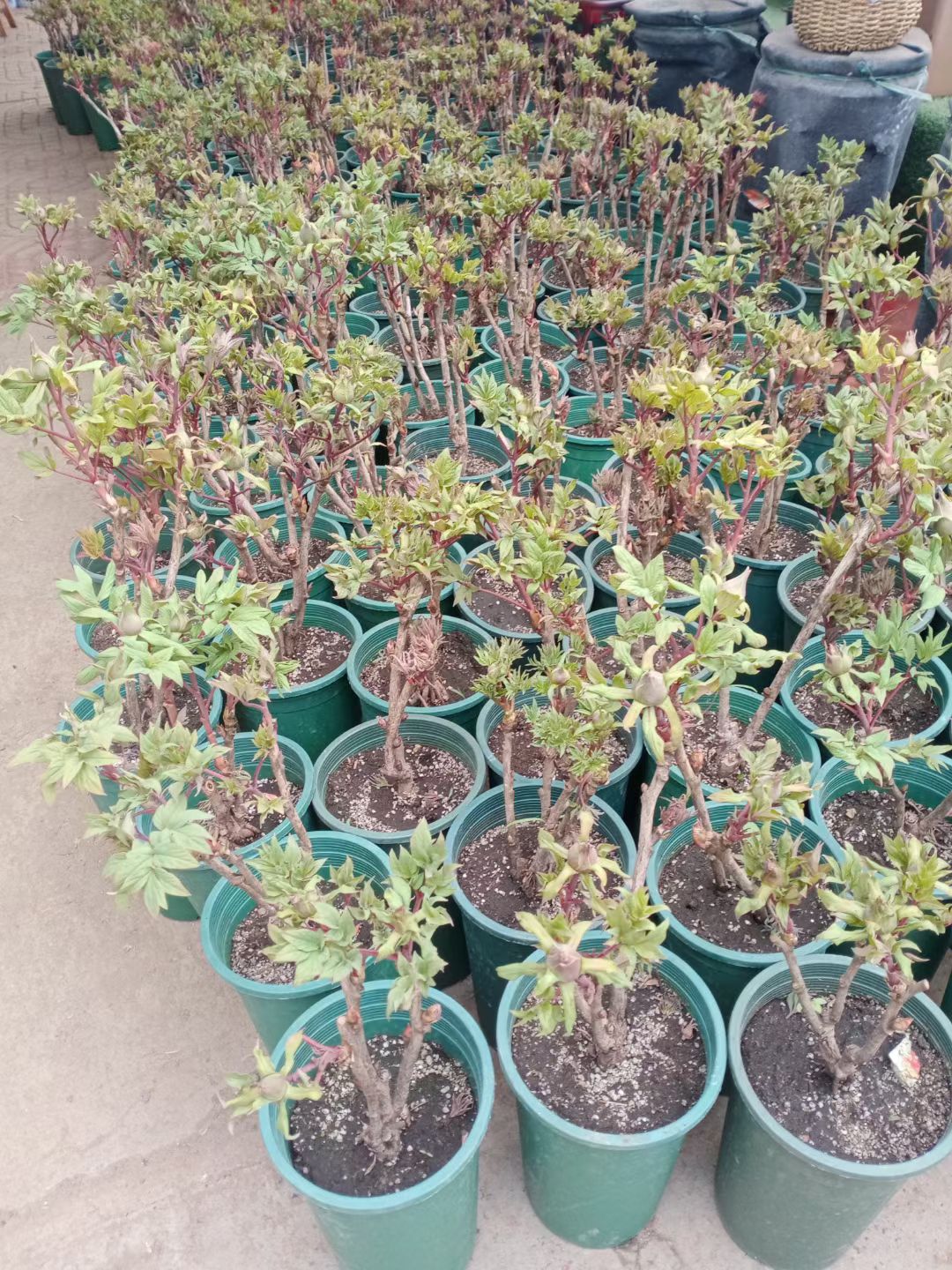 牡丹苗  菏泽牡丹花苗盆栽大苗根茎四季观赏重瓣室内庭院地栽洛