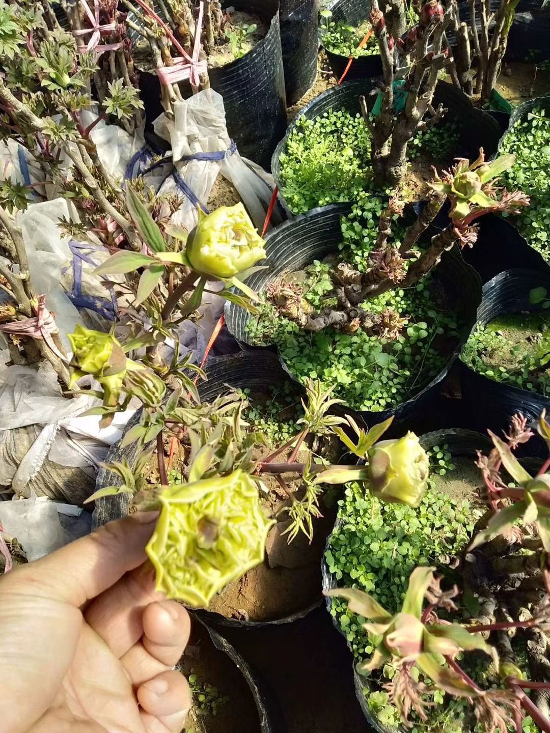 牡丹苗  菏泽牡丹花苗盆栽大苗根茎四季观赏重瓣室内庭院地栽洛