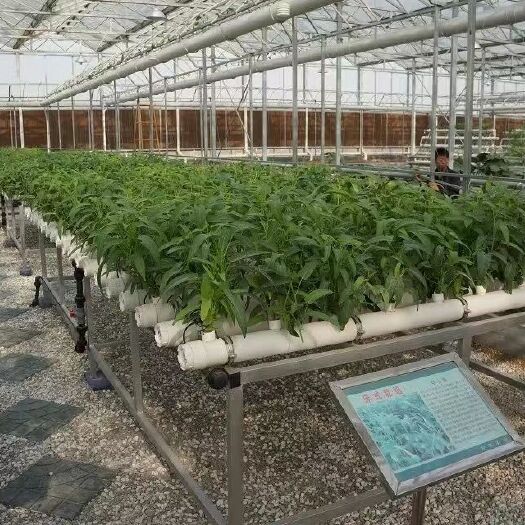 德州种植大棚 膜连动温室