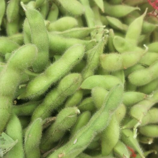 金乡县毛豆荚 质优价廉