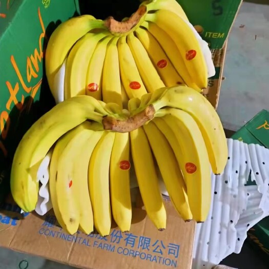 上海 菲律宾香蕉
