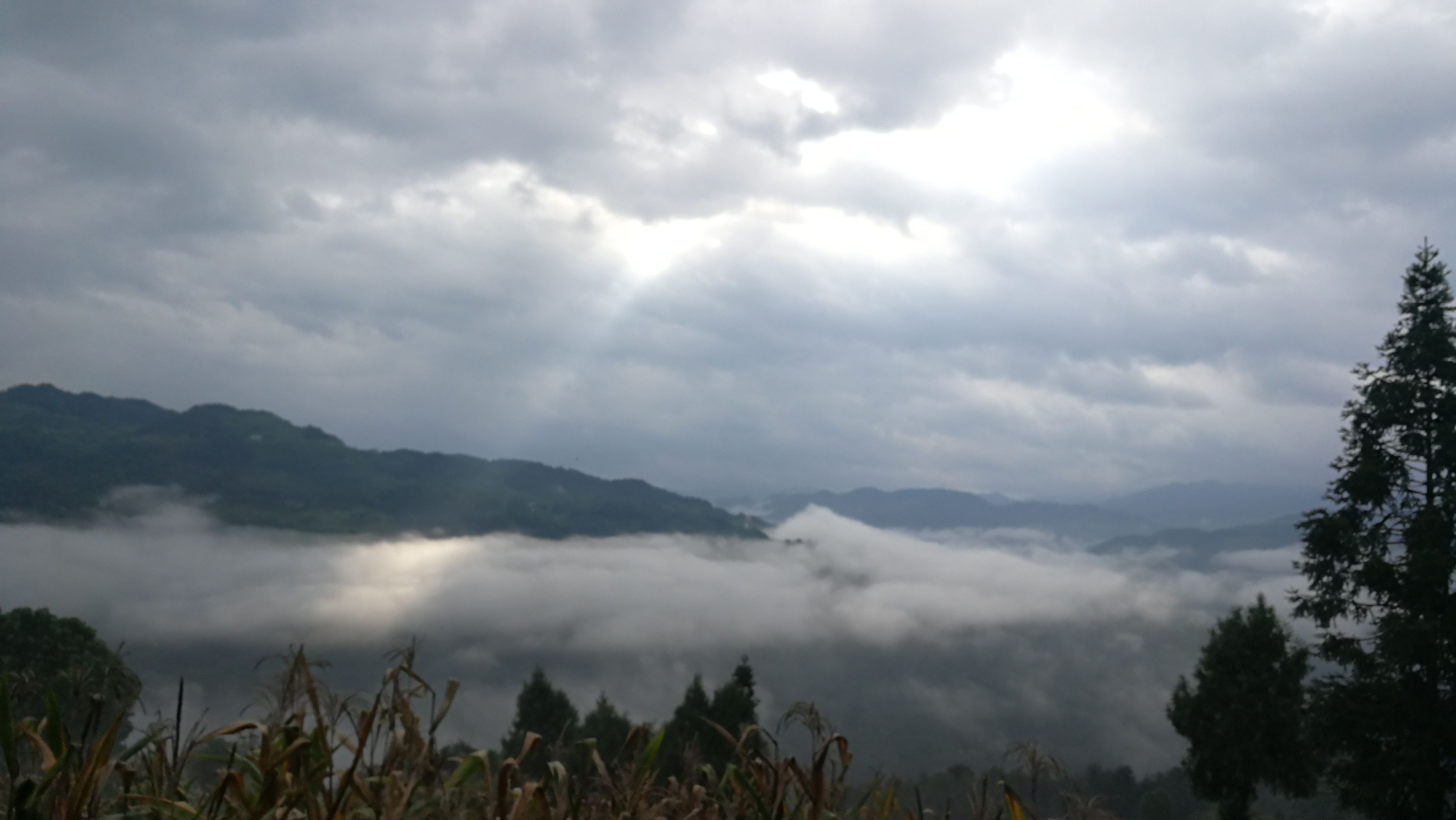 鹊山鸡