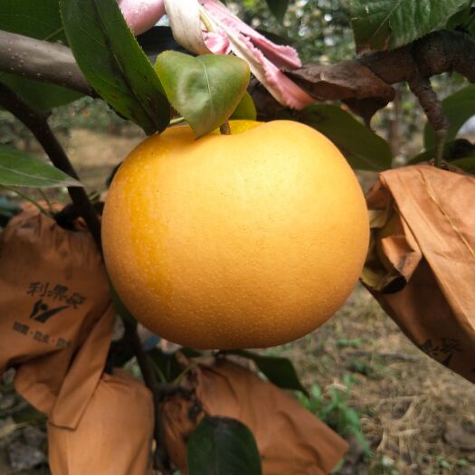 东营团购电商批发精品秋月梨 种植基地看货 按需采摘