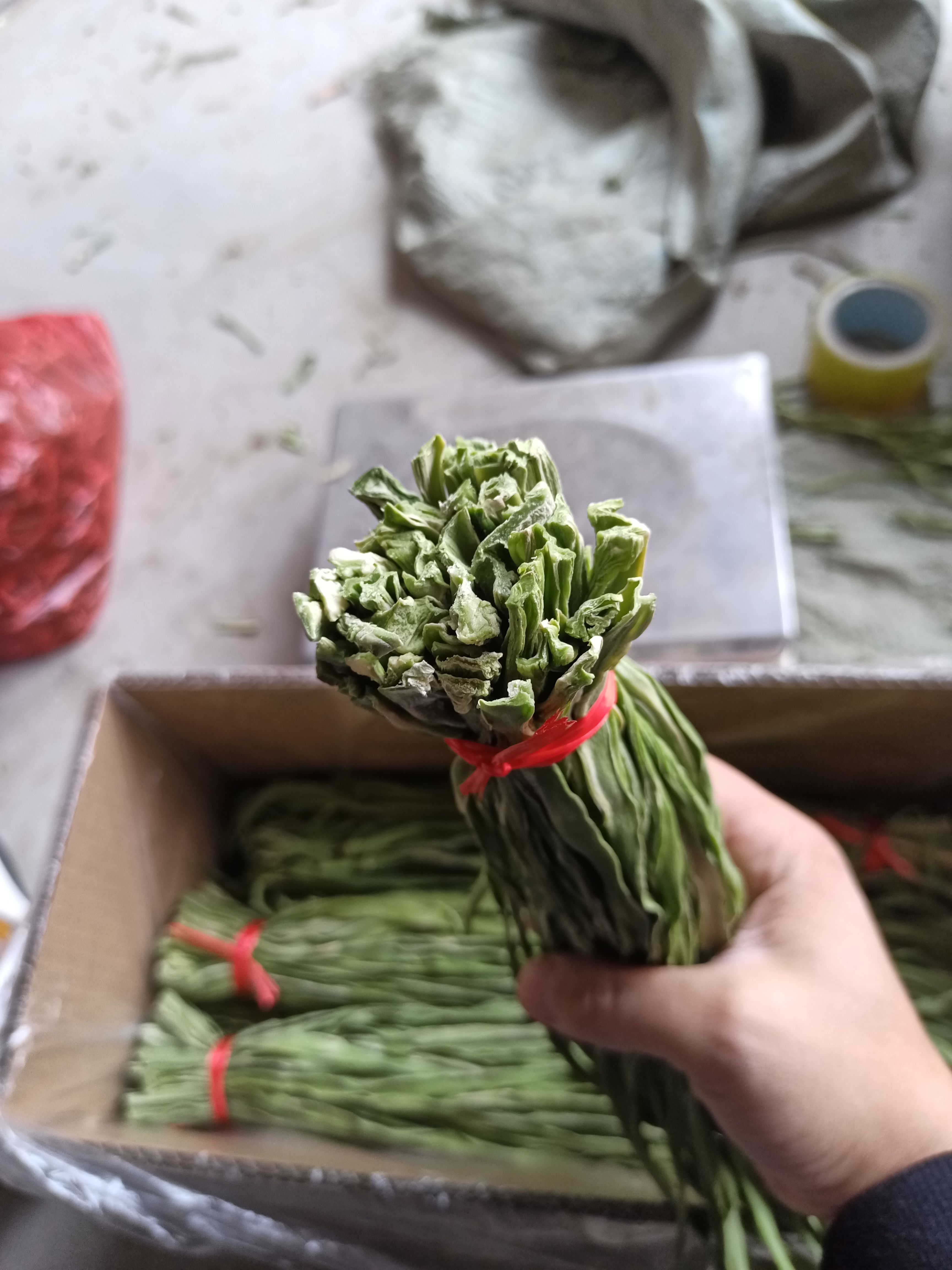  精品贡菜去头去尾火锅店用