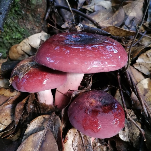 炎陵县正红红菇，优质野生红蘑菇干，一斤包邮