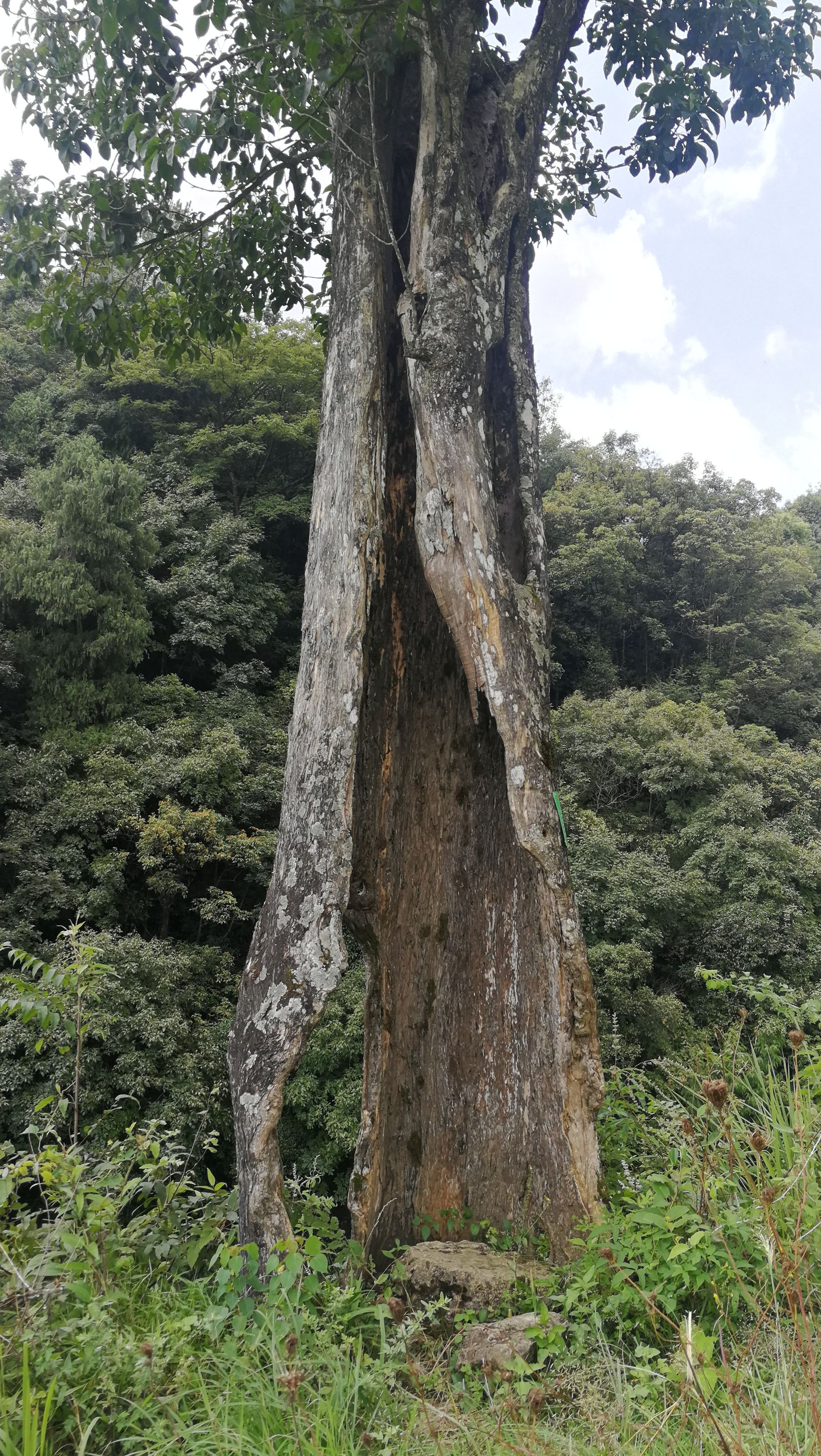 鹊山鸡