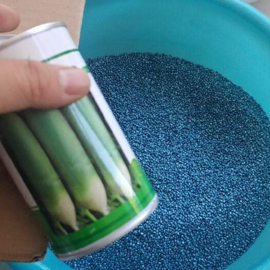 寿光市青萝卜  水果萝卜