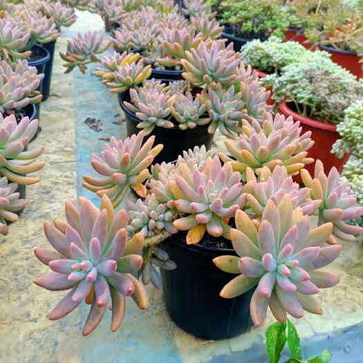 安顺 多肉植物大老桩，悬崖桩，秋丽