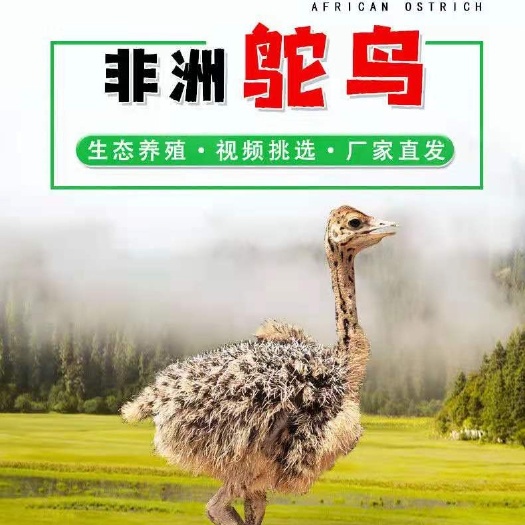 嘉祥县一个月非洲鸵鸟，鸵鸟苗活体脱温苗诚信!