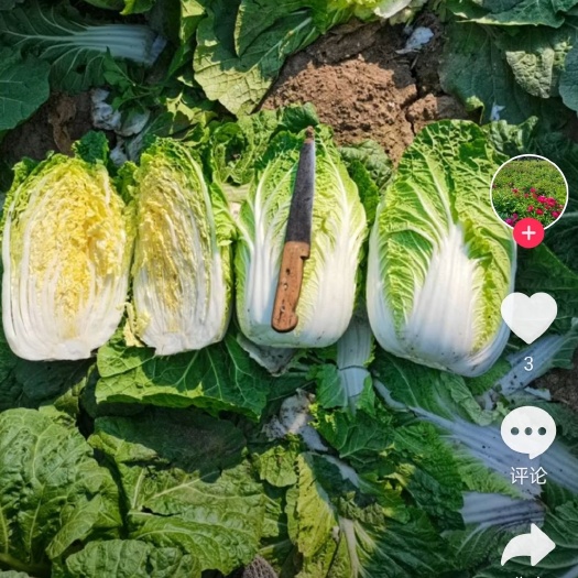 黄心大白菜 黄心菜