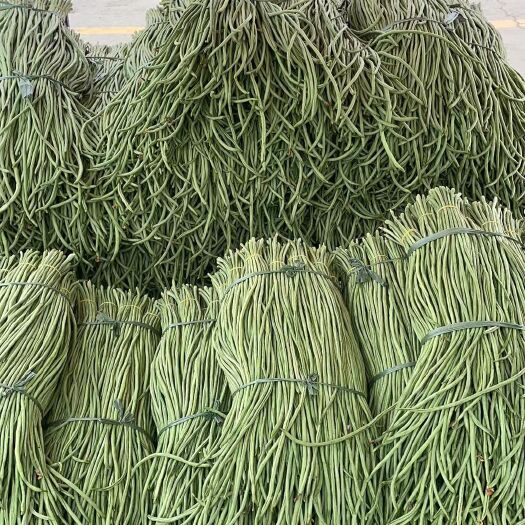 新乐市长豇豆 新乐长豆角大量上市中，交通便利，货源充足，原产地发货，