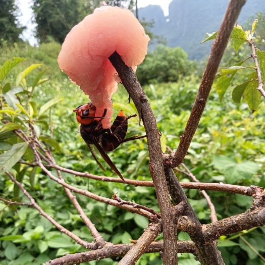 永福县胡蜂  现货泡酒蜂，活蜂