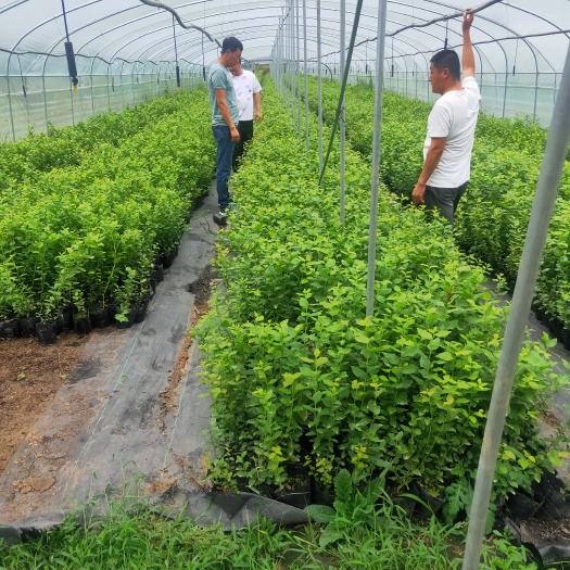 泰安兔眼蓝莓苗  基地批发蓝莓苗2年苗3年苗规格齐全