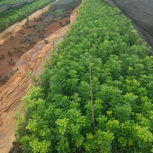 海口 精品米兰花，大量现货待售