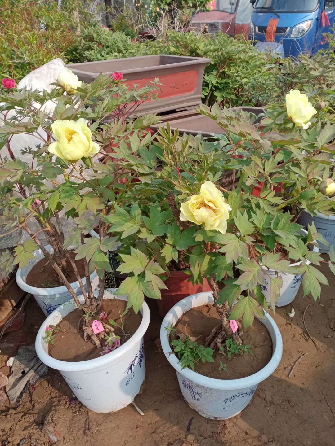 牡丹苗  菏泽牡丹花苗盆栽大苗根茎四季观赏重瓣室内庭院地栽洛