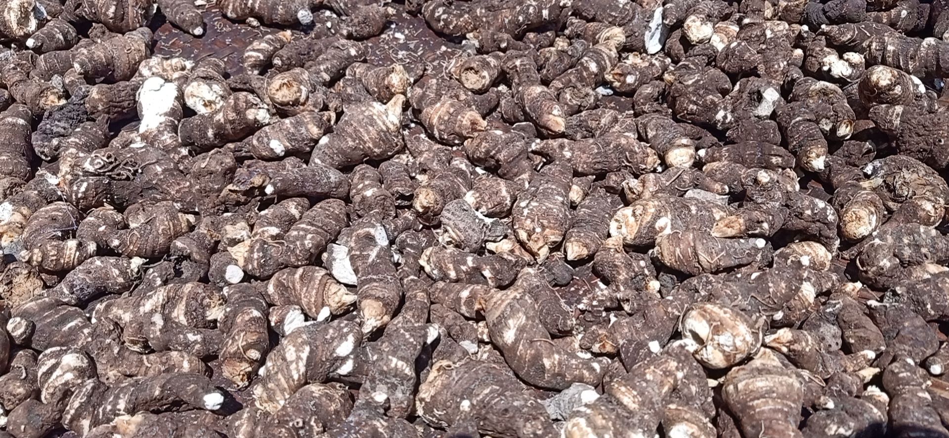 重楼  重楼干货粉质产地四川雅安石棉县自产自销一手货源