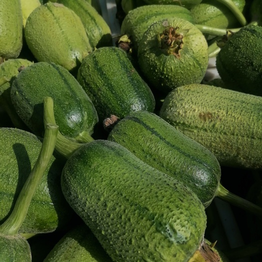 鱼台县特菜苹果肉丝瓜