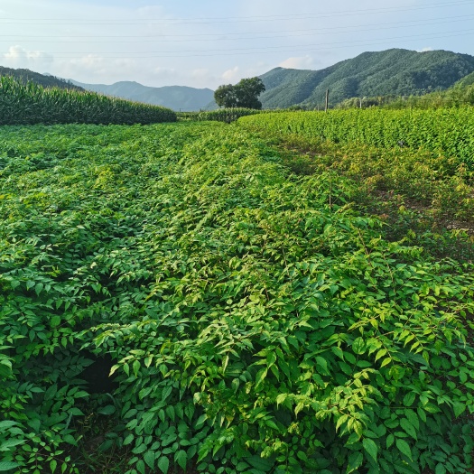 桓仁县刺老芽苗  刺嫩芽，乌龙头