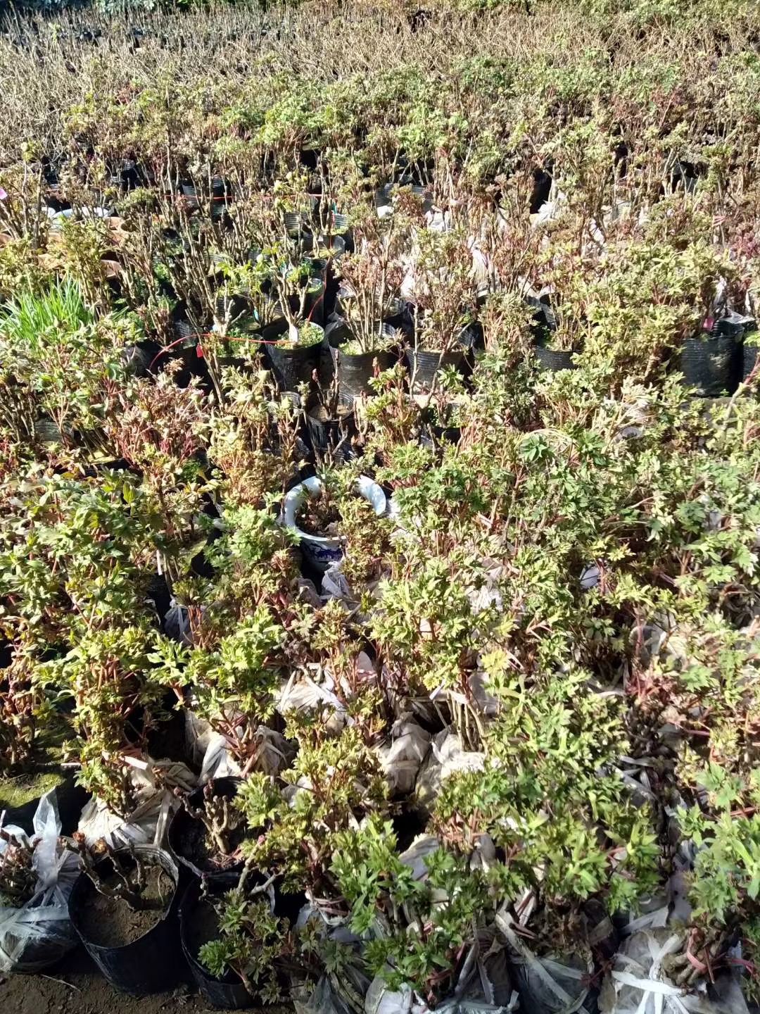 牡丹苗  菏泽牡丹花苗盆栽大苗根茎四季观赏重瓣室内庭院地栽洛