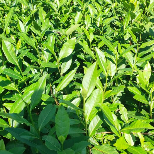 茶树苗  福鼎大白、梅占`福鼎大亳