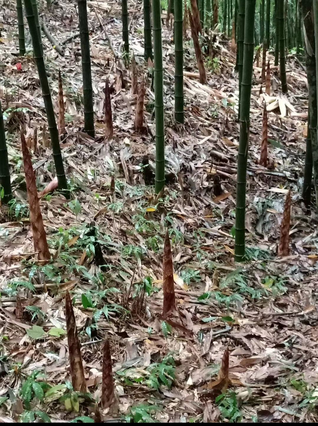 大量提供金佛山方竹苗  欢迎骚扰  货真价实  假一赔十