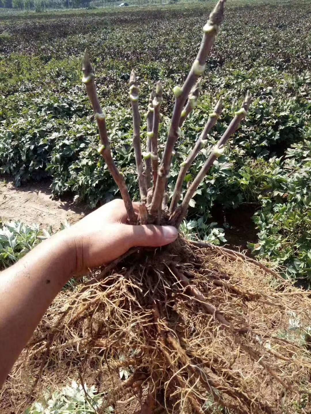 牡丹苗  菏泽牡丹花苗盆栽大苗根茎四季观赏重瓣室内庭院地栽洛