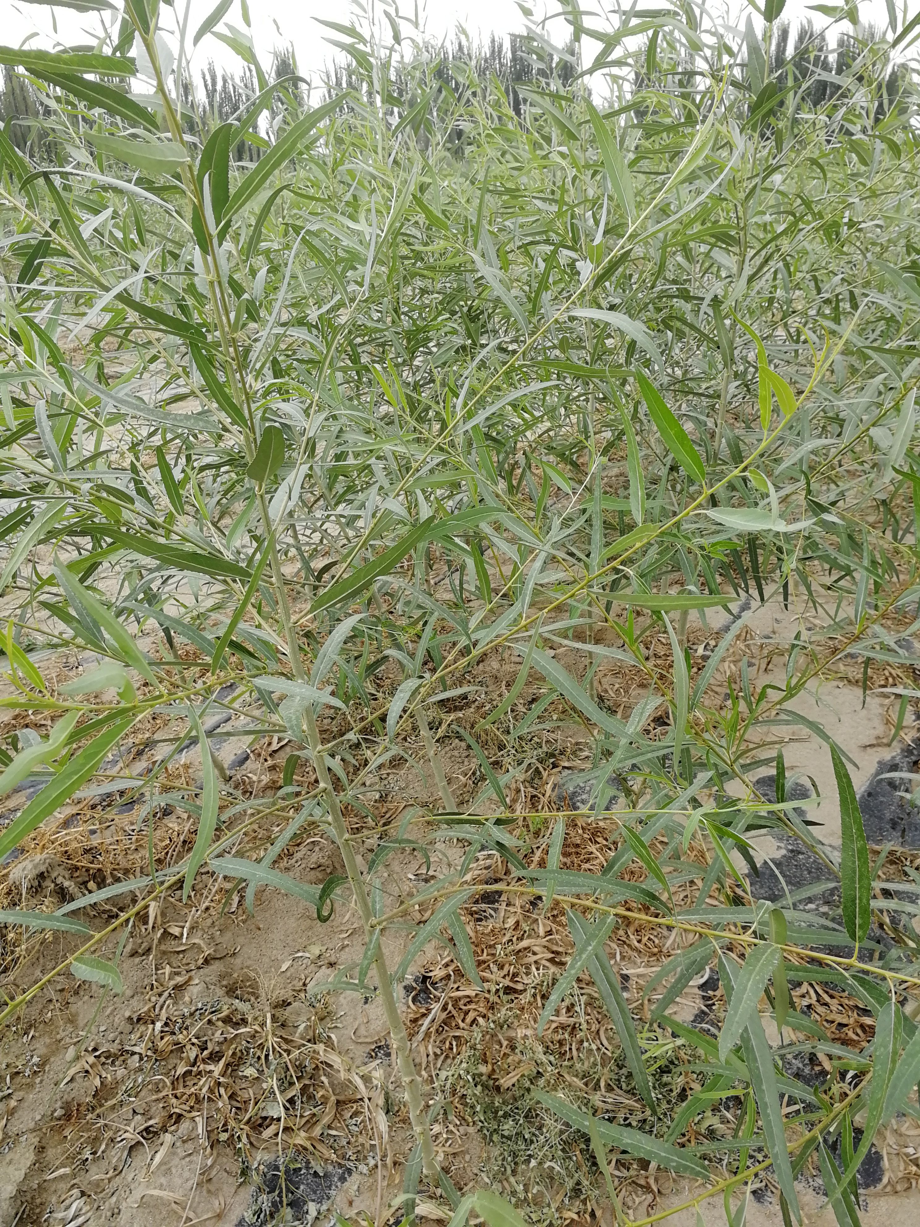  新疆密胡杨
