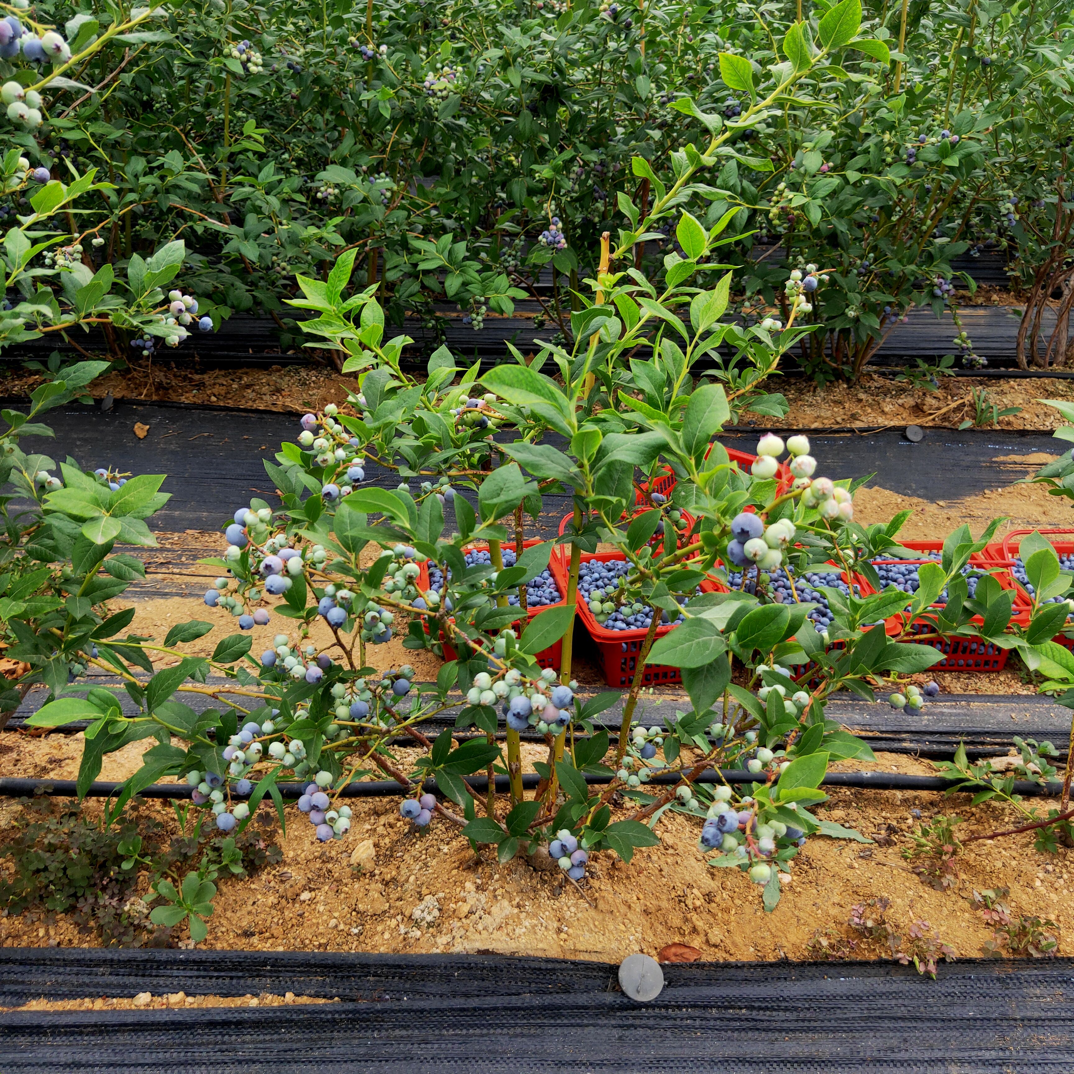 兔眼蓝莓苗  基地批发蓝莓苗2年苗3年苗规格齐全