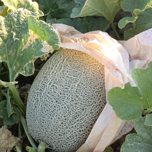 伊吾县西州蜜  新疆哈密瓜水果王产地，产地一手货源。
