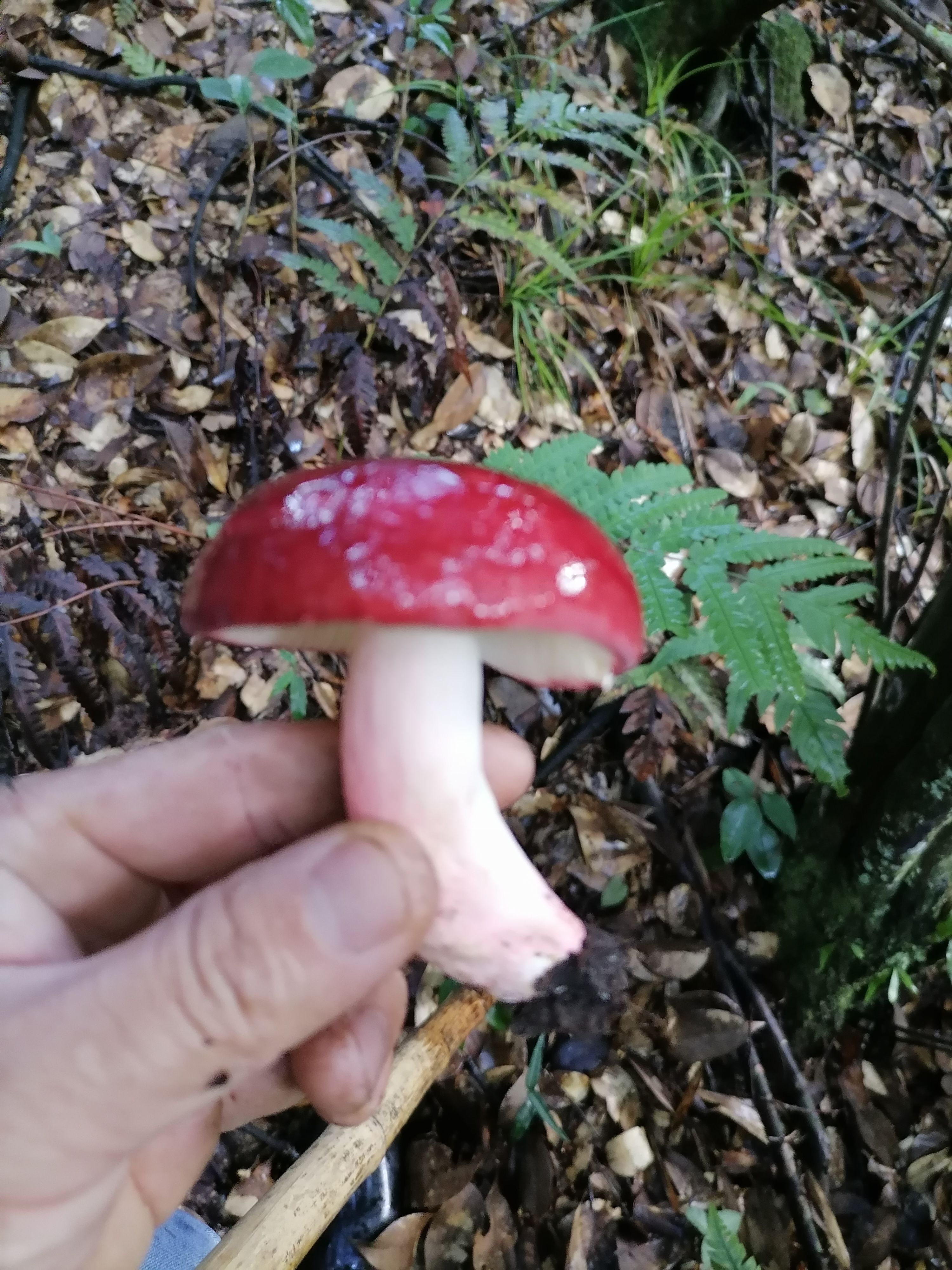 炎陵县正红红菇，优质野生红蘑菇干，一斤包邮