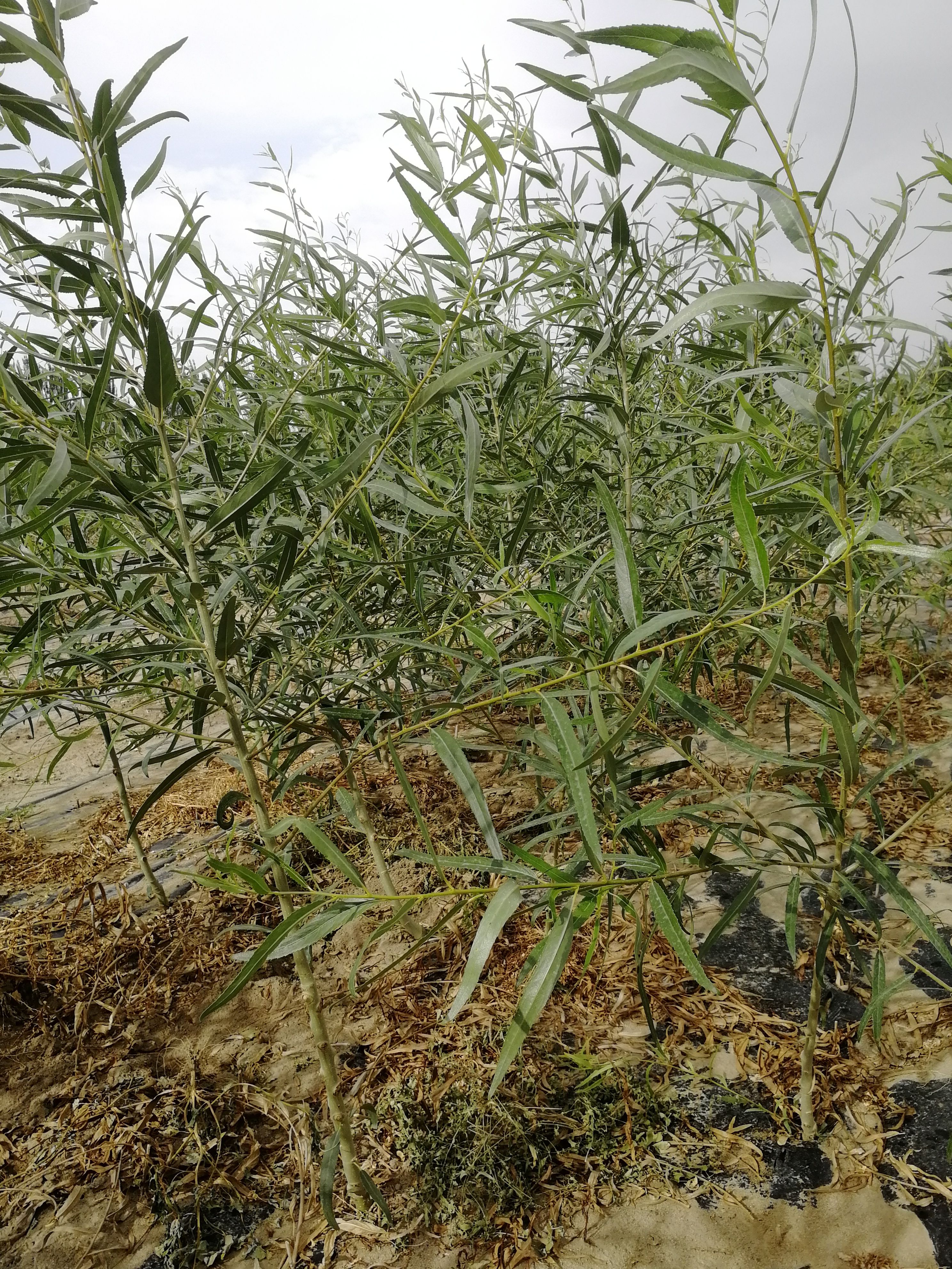  新疆密胡杨