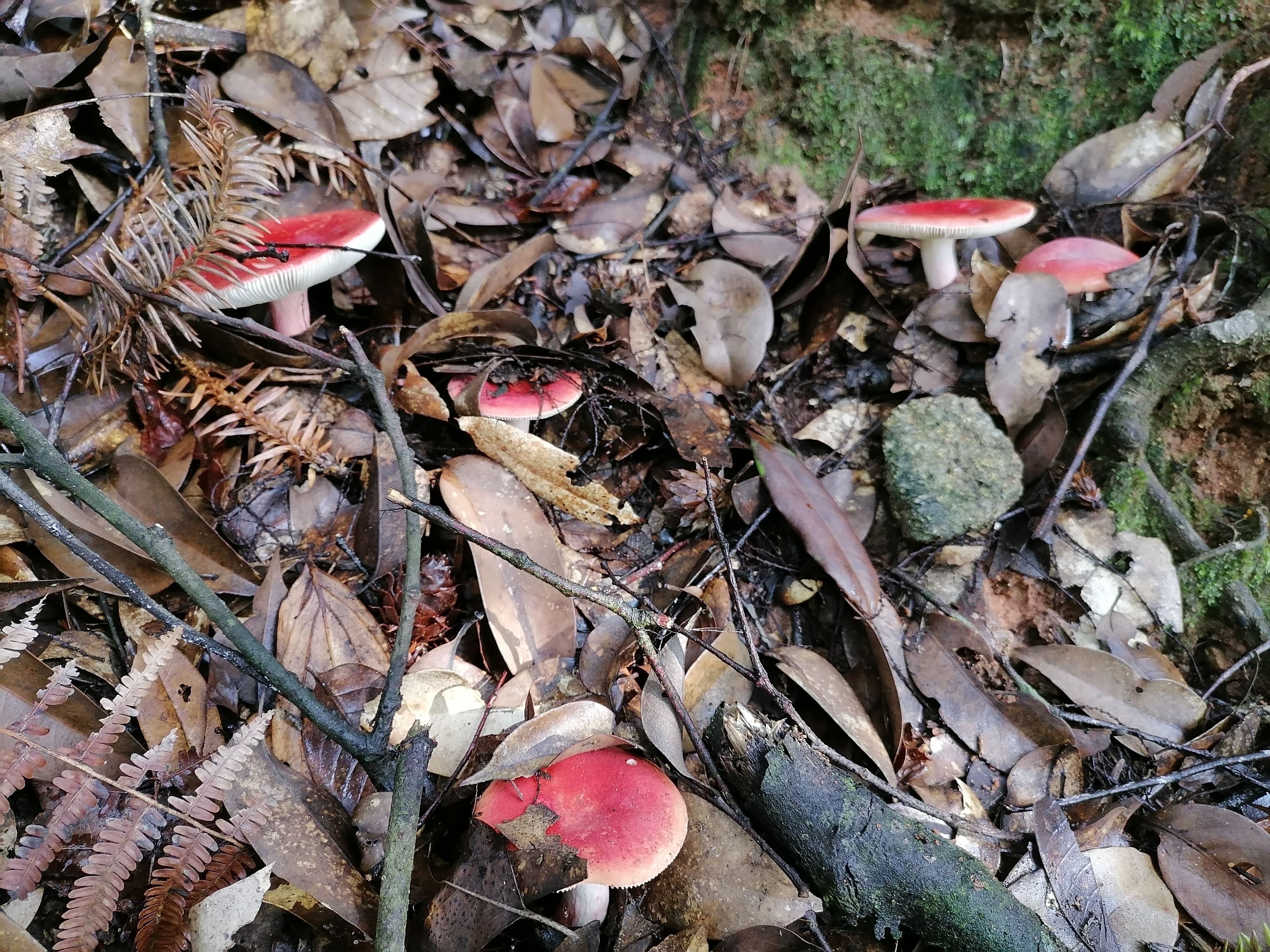 炎陵县正红红菇，优质野生红蘑菇干，一斤包邮