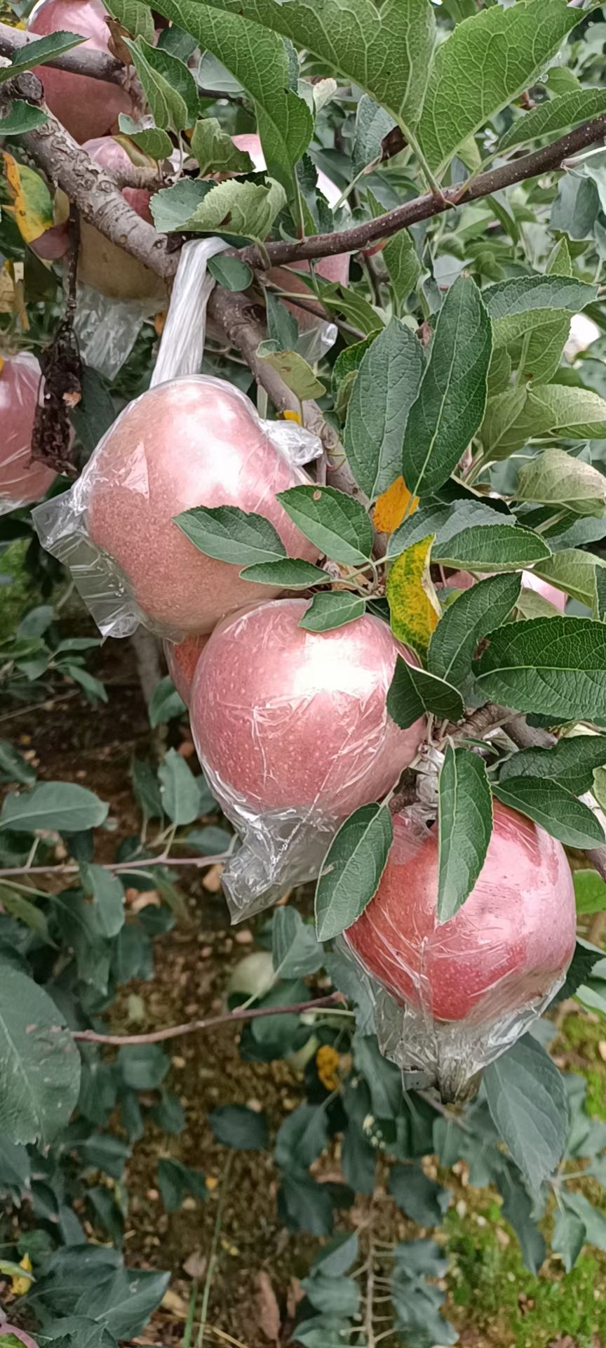 红星苹果 山东省日照市莒县 膜袋 全红