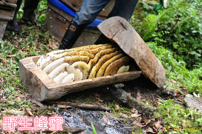 平武县中蜂之乡、纯正土蜂蜜、自产自销棒棒槽，自然生自然长