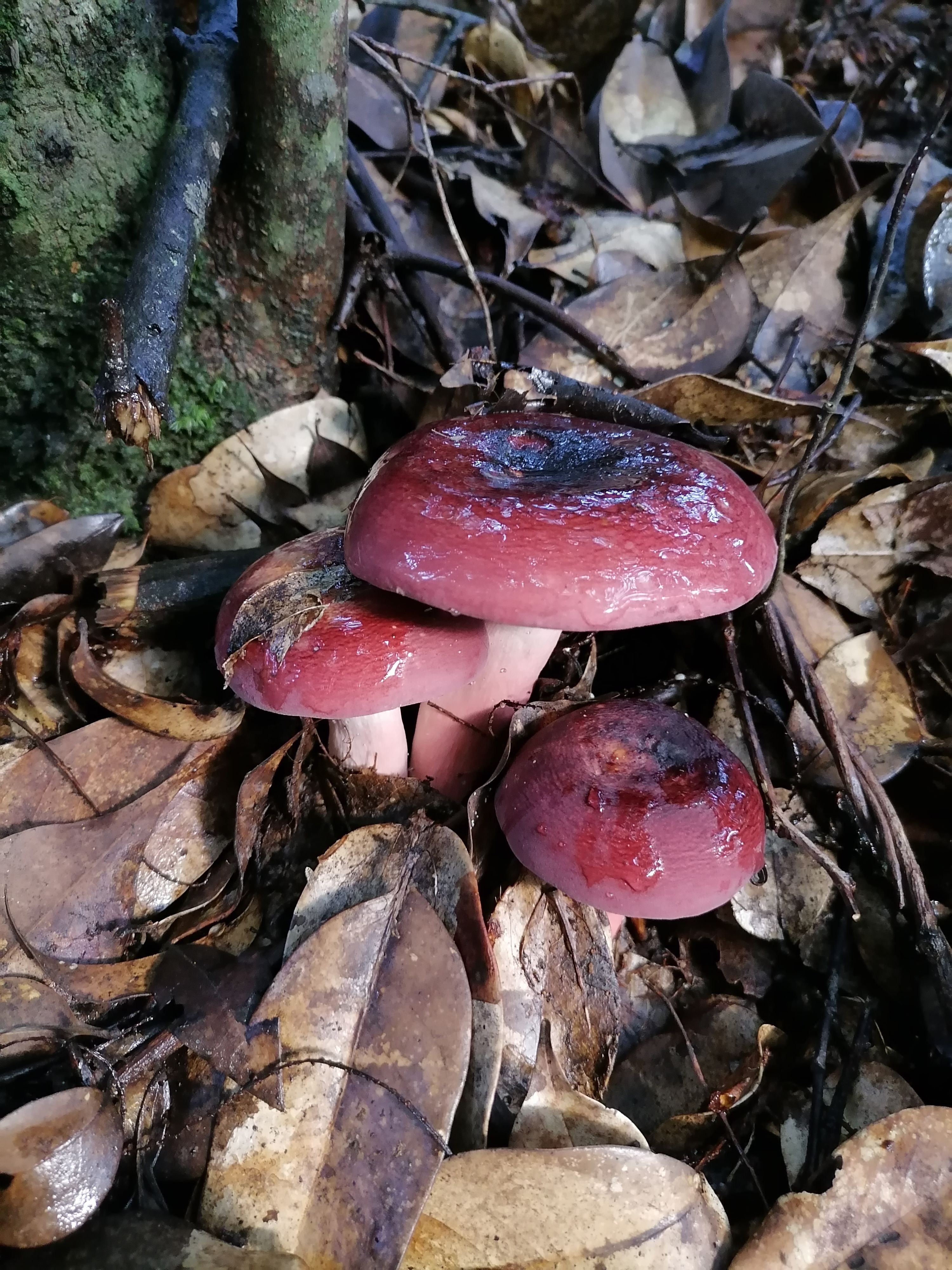 炎陵县正红红菇，优质野生红蘑菇干，一斤包邮
