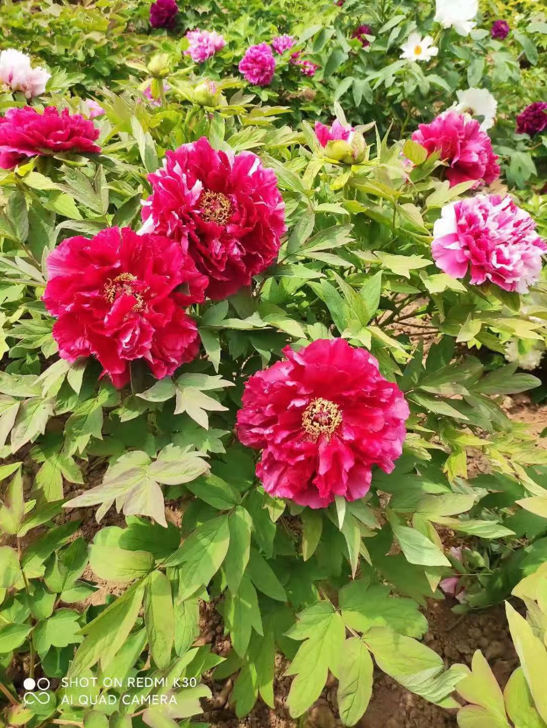 牡丹苗  菏泽牡丹花苗盆栽大苗根茎四季观赏重瓣室内庭院地栽洛